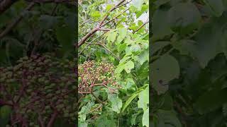 In God with Wild Elderberry Bush on our property located in Dennard Arkansas [upl. by Hymen896]