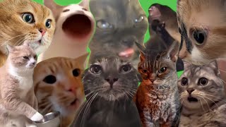 Best Cat Memes [upl. by Steiner169]