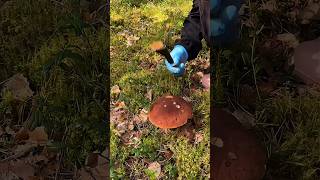 Peel mushrooms while picking them Its simply multitasking in the mushroom world mushrooms [upl. by Idoux728]