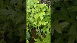 selaginella plants shortsfeed shortvideo shorts [upl. by Anyaled]