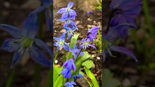 Siberian Squill Flowers In Garden  Scilla siberica [upl. by Amarillas]