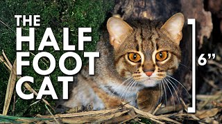 Rusty Spotted Cat The Smallest Cat In The World [upl. by Malarkey]