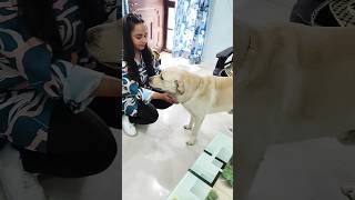 Labrador meeting sister Part 1 💕 shorts viralshorts dog labrador shortsvideo love funny yt [upl. by Kalagher]