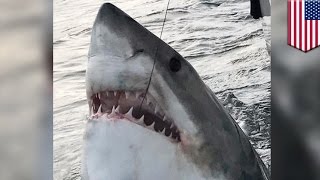 Great white shark Fisherman hooks mammoth 3000pound shark off South Carolina TomoNews [upl. by Myrlene515]