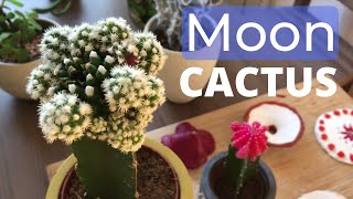 Moon cactus  Gymnocalycium mihanovichii variegata care [upl. by Douglass]