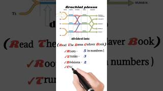 brachial plexus anatomy  brachial plexus mnemonic [upl. by Dixon11]