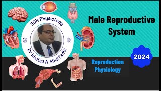 Male Reproductive System Physiology 102024 by Dr Khaled A Abulfadle [upl. by Asnerek]