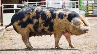 Gloucestershire Old Spot Pig  Facts  All You Need To Know [upl. by Ailenroc]