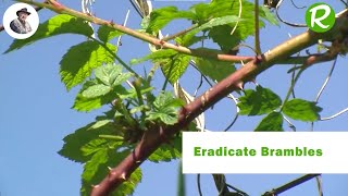 How to Eradicate Brambles Naturally [upl. by Adnohser]