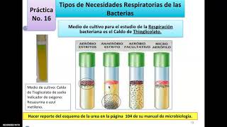 Necesidades Respiratorias de las Bacterias [upl. by Arvy]