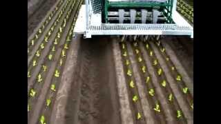 Automatic seedling planting machine on farm in Australia [upl. by Bobker]