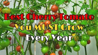 Best Cherry Tomato You MUST Grow Every Year  Highly Productive Cherry Tomato  Disease Resistant西红柿 [upl. by Row]