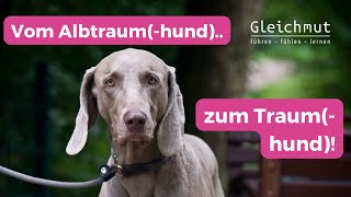 Als Hundehalter vom Albtraumhund zum Traumhund [upl. by Diraj]