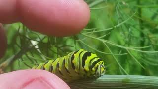 Swallowtail Caterpillar HORNS Defense Mechanism shorts [upl. by Crispas]