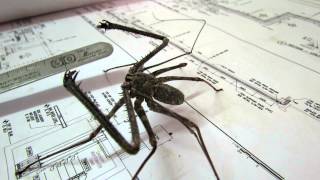 whip spider doing pressupsMOV [upl. by Eelytsirk]