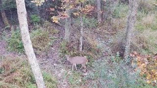 CLOSEST Deer EVER Shot With A Compound Bow [upl. by Aillimac707]