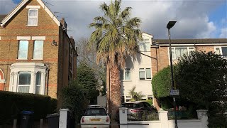 Largest Washingtonia FilIfera in London [upl. by Eelyma]