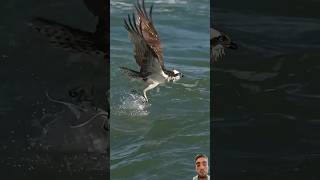 Falcon attack on fish 🐠 falcoon [upl. by Lynne427]