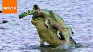 Shocking Footage Shows Crocodile Cannibal [upl. by Nilahs]