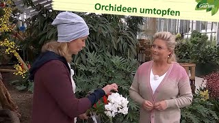 Orchideen umtopfen und Ableger einpflanzen  MDR Garten  MDR [upl. by Lizzy174]