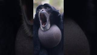 Siamang Gibbons Sounds [upl. by Mairym437]