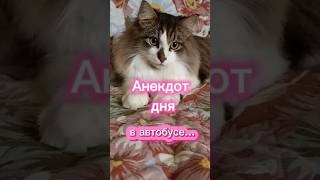 Анекдот 😜 дня 🤣 cat озвучка кот юмор [upl. by Eiramlatsyrc]