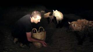 Balazs Buzas feeds spotted hyenas Crocuta crocuta in Harar [upl. by Latsyrcal]