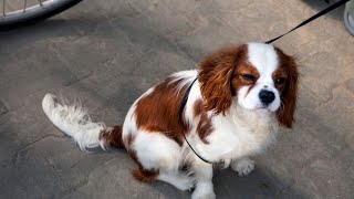 What is a Cavalier King Charles Spaniel [upl. by Nauaj]