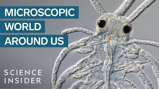 AwardWinning Footage Of The Microsopic World Around Us [upl. by Guillermo]