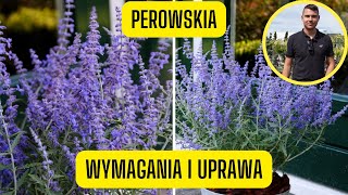 Perowskia  wymagania i uprawa Szałwii rosyjskiej pięknie kwitnąca bylina o niskich wymaganiach [upl. by Colligan]