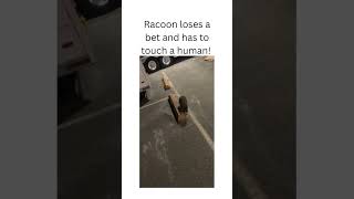 Strange racoon touches human animals facts fyp racoons [upl. by Yduj24]