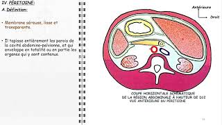 ANATOMIE FMPM LA CAVITÉ ABDOMINALE [upl. by Keary]