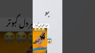 Falcon attack pigeon 🐦 kabootar pigensfly automobile unfezzmyaccount pigeon pigeonfan punjabi [upl. by Lilaj]