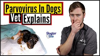 You NEED To Do This If You Want To Save Your Dog Suffering From Parvo  Vet Explains [upl. by Ordnasil]