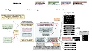 Malaria mechanism of disease [upl. by Olegnaid656]