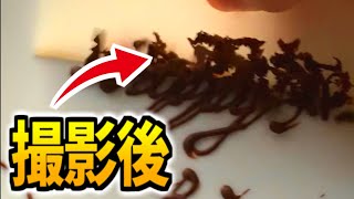 【チョコペン質問まとめ】Qチョコペン書き終わった後どうしてるの？他 Choco pen question clips [upl. by Lairea]