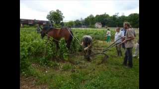 Viñas Labradas con Caballo [upl. by Ahseenal]