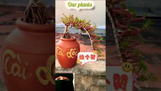 Lovely Flowering Plant shorts diy portulaca flowers plants [upl. by Felder908]