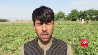 Cultivation of Asafoetida Plant Increases in Kunduz [upl. by Rotce]