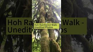 Hoh Rainforest Walk 🌲🌱 rainforestwalk hohrainforest olympicnationalpark [upl. by Souza]