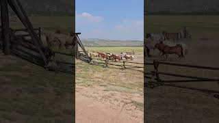 Running of the Horses Brush Creek Ranch Wyoming [upl. by Fabrianna168]