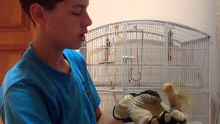 Abused Lovebirds How to tame any love bird [upl. by Angy466]