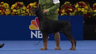 Doberman Pinscher 2020 National Dog Show Working Group [upl. by Ahsiemak]