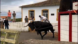 Epic Bull Fight Things Got Intense Tourada Feteira Terceira Island Azores [upl. by Derraj]