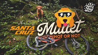 2023 Santa Cruz Bronson Review  Mullet santacruzbronson [upl. by Cardon]