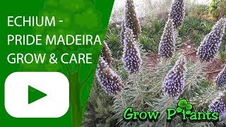 Echium  Pride of Madeira [upl. by Aym]