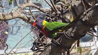 Australia Rainbow Lorikeets  Campbelltown [upl. by Horvitz]