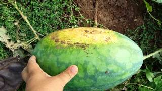 How to pick a ripe watermelon [upl. by Flita]