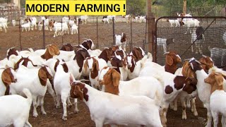 Farm Updates Goats On Free Range Nutritious Grasses Spraying Goats Planting season [upl. by Aihtnys]