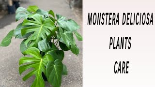 Monstera Deliciosa Plant care and Tips [upl. by Aitital953]